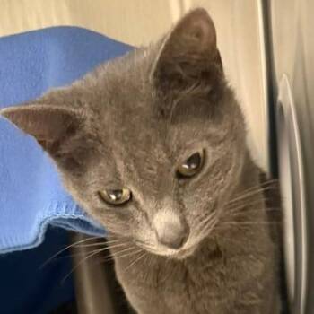 Domestic Short Hair Cats Available for Adoption in Las Vegas, Nevada - Sophie | PetCurious