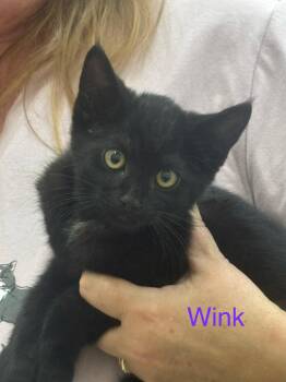 Winx -  Domestic Short Hair Cat for Adoption in Sonora, California - Winx | PetCurious