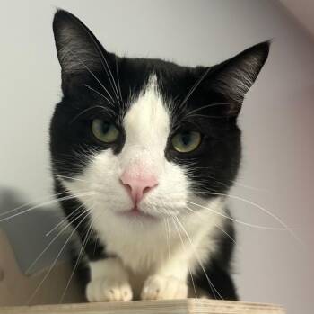 Rescue Domestic Short Hair Cats for Adoption in North Haven, Connecticut - Groove | PetCurious