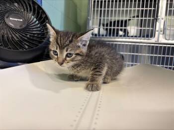 Domestic Short Hair Cats Available for Adoption in Grand Prairie, Texas - ZOOLOU | PetCurious