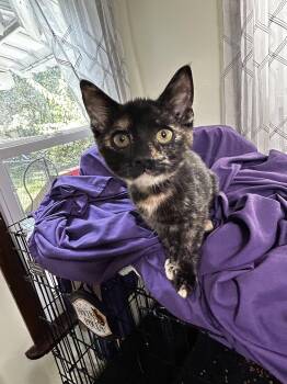 Iris/kk -  Tortoiseshell and Domestic Short Hair Cat for Adoption in White Bluff, Tennessee - Iris/kk | PetCurious