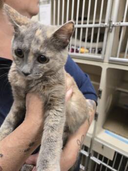 Lacey -  Dilute Tortoiseshell Cat for Adoption in New Rochelle, New York - Lacey | PetCurious
