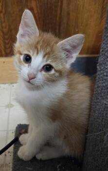 Domestic Short Hair Cats Available for Adoption in Fort Collins, Colorado - Fritos | PetCurious