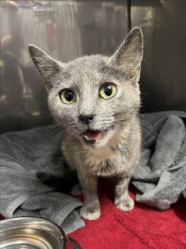 Domestic Short Hair Cats Available for Adoption in Woodland, California - A226494 | PetCurious