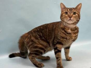 Sylvie -  Domestic Short Hair Cat for Adoption in Minneapolis, Minnesota - Sylvie | PetCurious