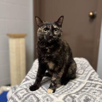 Gabanna -  Domestic Short Hair Cat for Adoption in Fargo, North Dakota - Gabanna | PetCurious