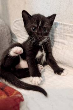 Rescue Tuxedo Cats for Adoption in Granite Falls, North Carolina - Henry | PetCurious