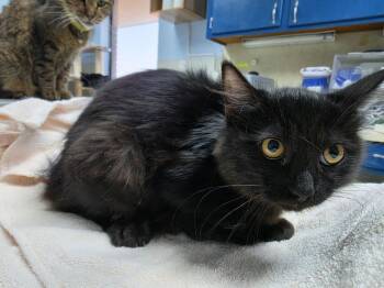Maggy -  Domestic Long Hair Cat for Adoption in Bossier City, Louisiana - Maggy | PetCurious