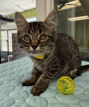 Taco -  Domestic Medium Hair Cat for Adoption in Lemoore, California - Taco | PetCurious