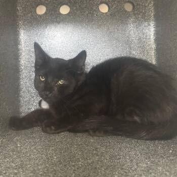 Concrete Donkey-TNR -  Domestic Medium Hair Cat for Adoption in Auburn, Alabama - Concrete Donkey-TNR | PetCurious
