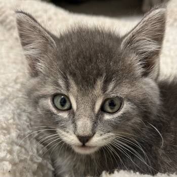 Rescue Domestic Short Hair Cats for Adoption in Yankton, South Dakota - Frankie | PetCurious