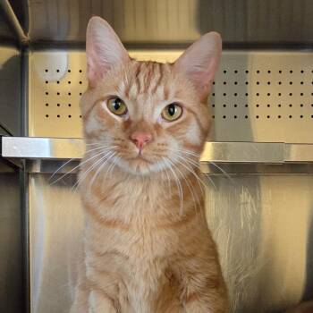 Milo -  Domestic Short Hair Cat for Adoption in Asheville, North Carolina - Milo | PetCurious