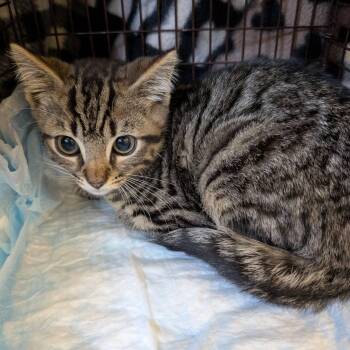 Newt (very shy four month old) -  Domestic Short Hair Cat for Adoption in Hanson, Massachusetts - Newt (very Shy Four Month Old) | PetCurious