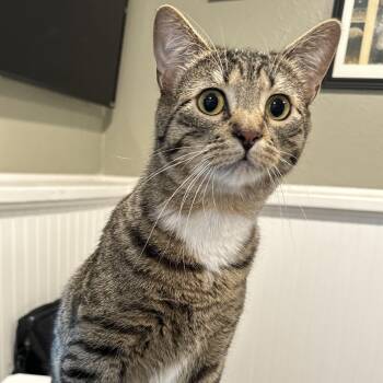 Domestic Short Hair Cats Available for Adoption - Celeste | PetCurious