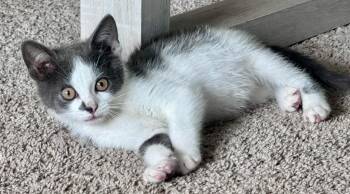 Fish Bowl -  Domestic Short Hair Cat for Adoption in Miami, Oklahoma - Fish Bowl | PetCurious