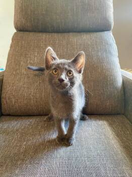 Enzo -  American Shorthair Cat for Adoption in Maywood, Illinois - Enzo | PetCurious