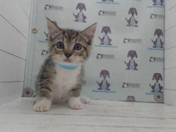 A599888 -  Domestic Short Hair Cat for Adoption in Orlando, Florida - A599888 | PetCurious