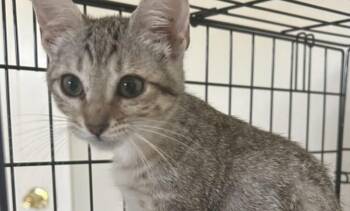 Rescue Domestic Short Hair Cats for Adoption in Houston, Texas - Mina | PetCurious