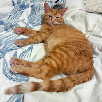 Domestic Short Hair Cats Available for Adoption - Scotcharoo | PetCurious