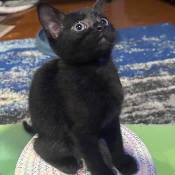 Catra -  Domestic Short Hair Cat for Adoption in Saint Charles, Missouri - Catra | PetCurious