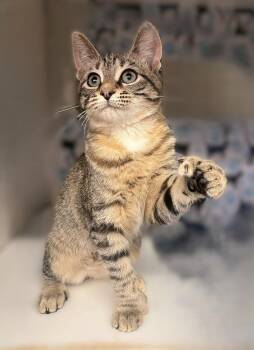 Extra Toes Cat Hemingway Polydactyl and Tabby Cats Available for Adoption in Acworth, Georgia - Clover | PetCurious