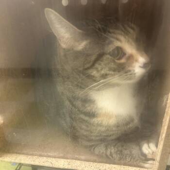 Domestic Short Hair Cats Available for Adoption in Philadelphia, Pennsylvania - Myra | PetCurious