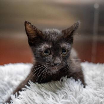 Relish -  Domestic Short Hair Cat for Adoption in Gainesville, Georgia - Relish | PetCurious