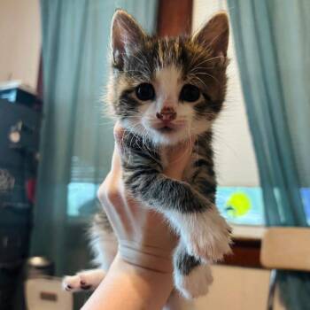 Marcia Brady -  Domestic Short Hair Cat for Adoption in Woodbury, New Jersey - Marcia Brady | PetCurious