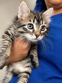 Wisteria -  Domestic Medium Hair and Domestic Short Hair Cat for Adoption in New Orleans, Louisiana - Wisteria | PetCurious