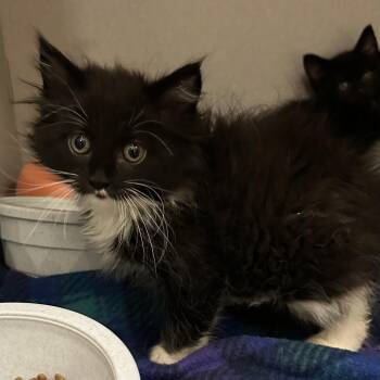 Canadian Bacon -  Domestic Long Hair Cat for Adoption in Mason City, Iowa - Canadian Bacon | PetCurious