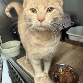 Rescue Domestic Short Hair Cats for Adoption in Abingdon, Maryland - 1125-127 Tom Thumbs | PetCurious