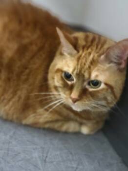 Rescue Domestic Short Hair Cats for Adoption in Sheboygan, Wisconsin - Atolla | PetCurious