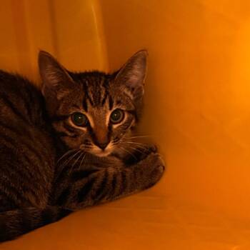 Samwise -  Domestic Short Hair Cat for Adoption in Manhattan, Kansas - Samwise | PetCurious
