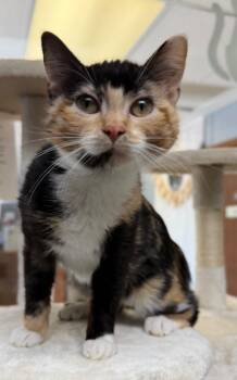 New Hampshire -  Domestic Short Hair Cat for Adoption in Columbus, Nebraska - New Hampshire | PetCurious