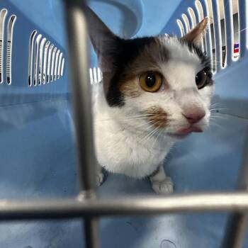 Nala -  Domestic Short Hair Cat for Adoption in Newark, New Jersey - Nala | PetCurious