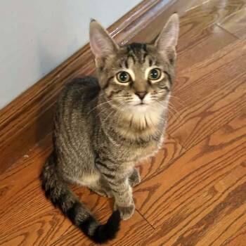 ALYA -  Tabby Cat for Adoption in Delhi, Ontario - ALYA | PetCurious