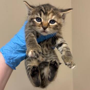 Blanche -  Domestic Short Hair Cat for Adoption in Birmingham, Alabama - Blanche | PetCurious