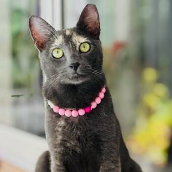 Rescue Domestic Short Hair Cats for Adoption in Jupiter, Florida - Smokey | PetCurious