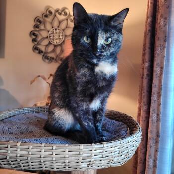 Rescue Domestic Short Hair Cats for Adoption in Indianapolis, Indiana - Filly | PetCurious