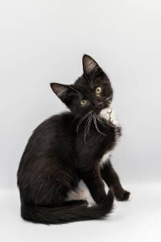 Domestic Short Hair Cats Available for Adoption - Charles Mingus | PetCurious