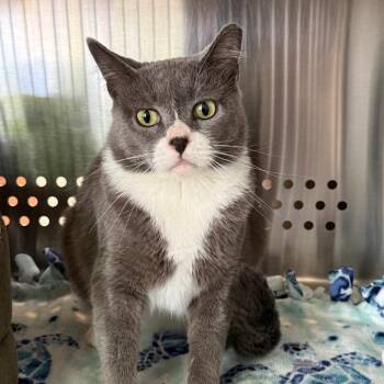 Jacey -  Domestic Short Hair Cat for Adoption in Denver, Colorado - Jacey | PetCurious