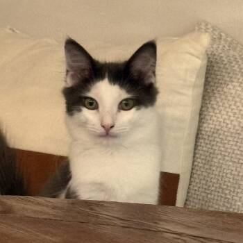 Possum -  Domestic Long Hair Cat for Adoption in Bellmawr, New Jersey - Possum | PetCurious