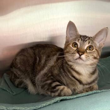 Puzzle -  Domestic Short Hair Cat for Adoption in Keizer, Oregon - Puzzle | PetCurious