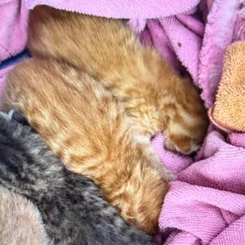 Soul -  Domestic Short Hair Cat Available for Adoption in Mt. Juliet, Tennessee - Soul | PetCurious
