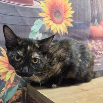 Narita -  Domestic Short Hair Cat for Adoption in Normal, Illinois - Narita | PetCurious