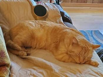 Rescue Domestic Medium Hair Cats for Adoption in Shawnee, Oklahoma - TUXI Rebe  ORANGE Male 1-2 Yrs Old | PetCurious