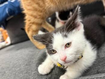 Randy (Jitterbug) -  Domestic Short Hair Cat for Adoption in Arthur, Ontario - Randy (Jitterbug) | PetCurious