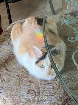 Calico and Domestic Short Hair Cats Available for Adoption - Monet | PetCurious