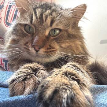 Merlin 2 -  Domestic Medium Hair Cat Available for Adoption in Cumming, Georgia - Merlin 2 | PetCurious