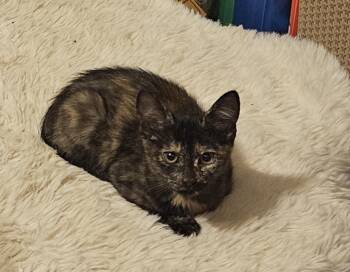 Rescue Domestic Short Hair Cats for Adoption in Callao, Virginia - Mystic | PetCurious